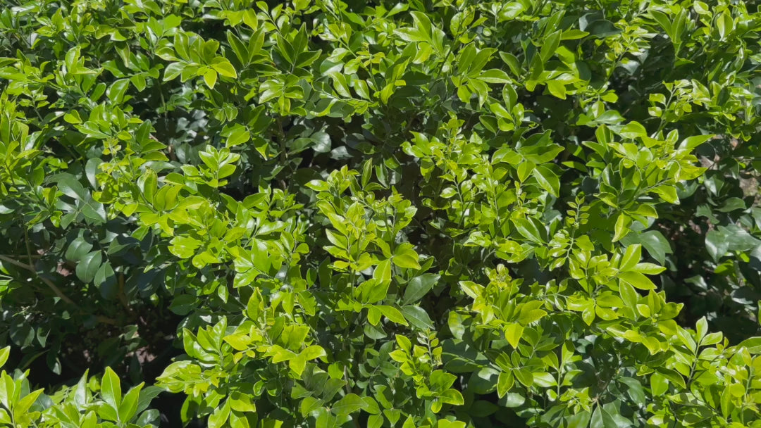 "Video showcasing stock of Murraya Paniculata (Orange Jasmine) plants with vibrant green foliage."