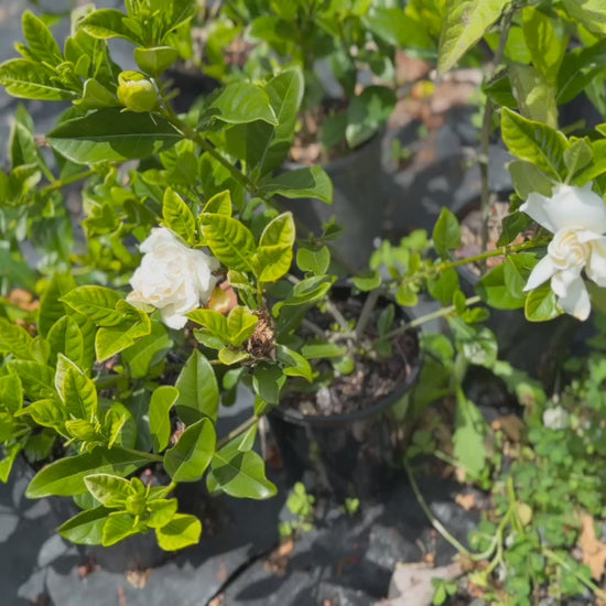 Video showing Gardenia Florida (Florida Gardenia) stock in pots ready for sale, highlighting some with white blooms and vibrant foliage.