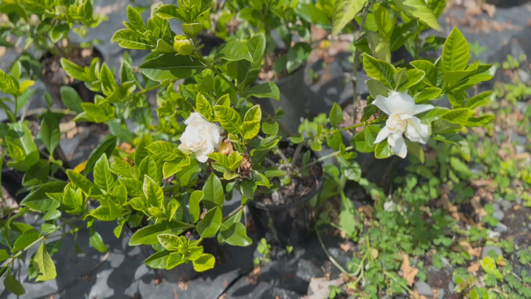 Video showing Gardenia Florida (Florida Gardenia) stock in pots ready for sale, highlighting some with white blooms and vibrant foliage.