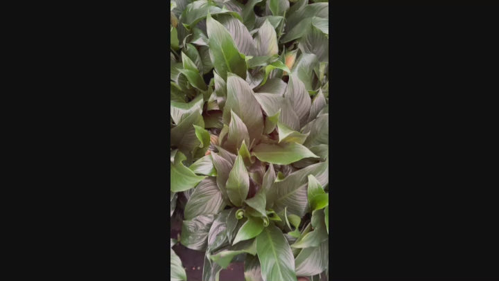 Video showcasing Spathiphyllum (Peace Lily) leaves and plants in stock at Nursery Warehouse.