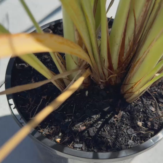 Lomandra Longifolia in a pot, highlighting its dense, vibrant foliage and suitability for gardens, filmed in a nursery setting.