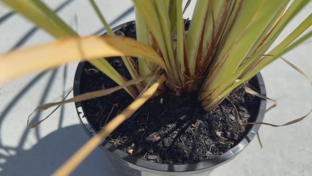 Lomandra Longifolia in a pot, highlighting its dense, vibrant foliage and suitability for gardens, filmed in a nursery setting.