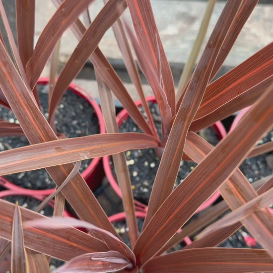 "Video showcasing Cordyline Red Sennsation plants in pots for sale with vivid red leaves."