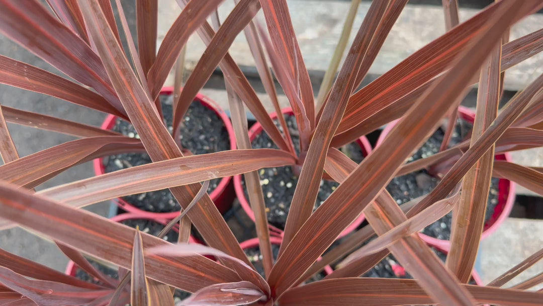 "Video showcasing Cordyline Red Sennsation plants in pots for sale with vivid red leaves."