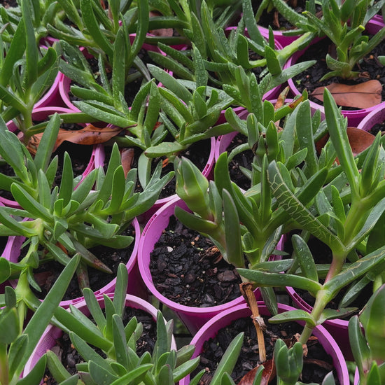 "Video showcasing Lampranthus Spectabilis stock with pink flowers and lush green foliage."