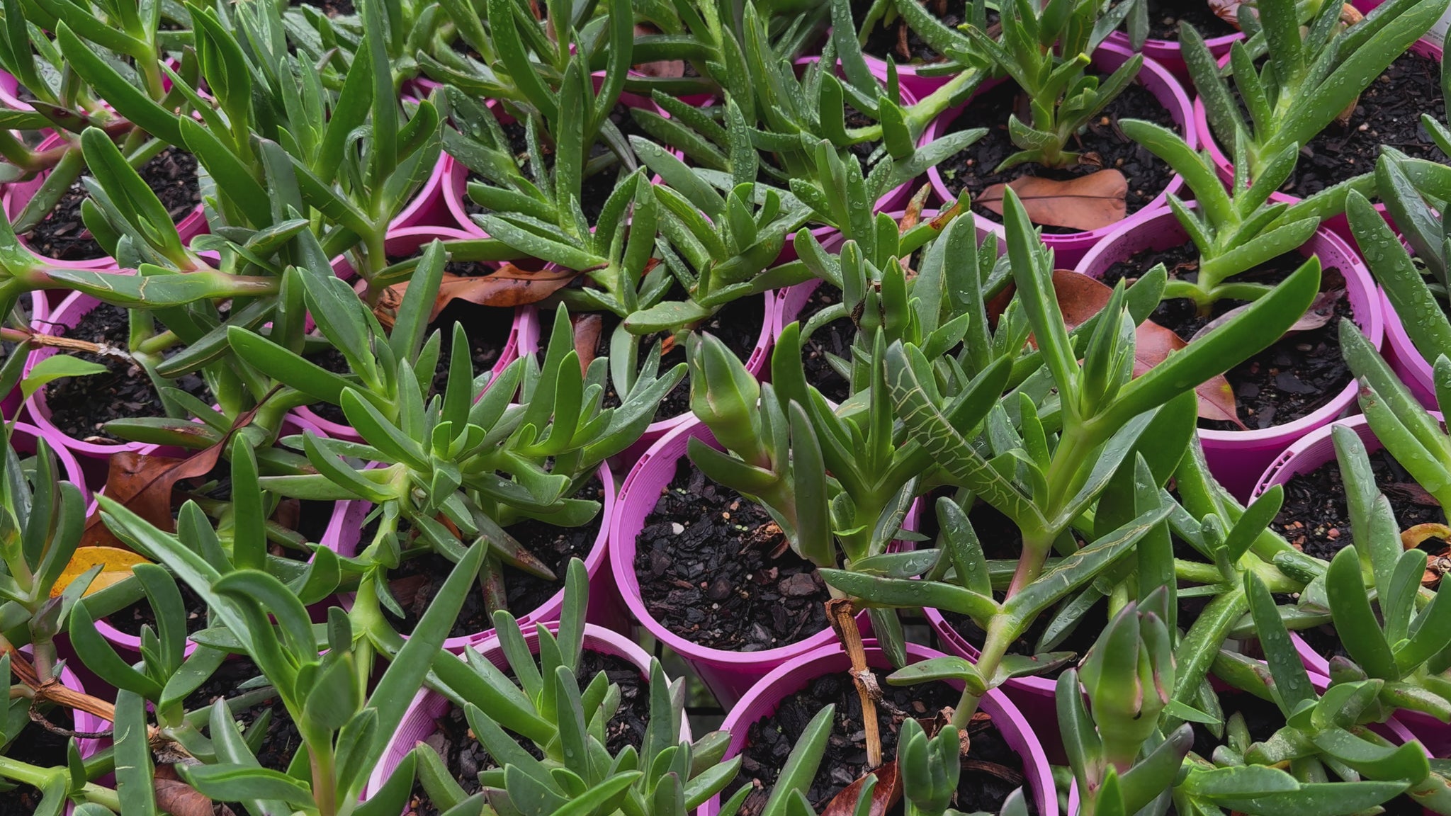 "Video showcasing Lampranthus Spectabilis stock with pink flowers and lush green foliage."