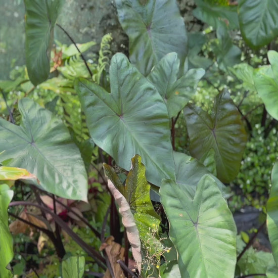 Xanthosoma Violaceum (Purple Elephant Ear) adding dramatic, tropical flair to an outdoor landscape.