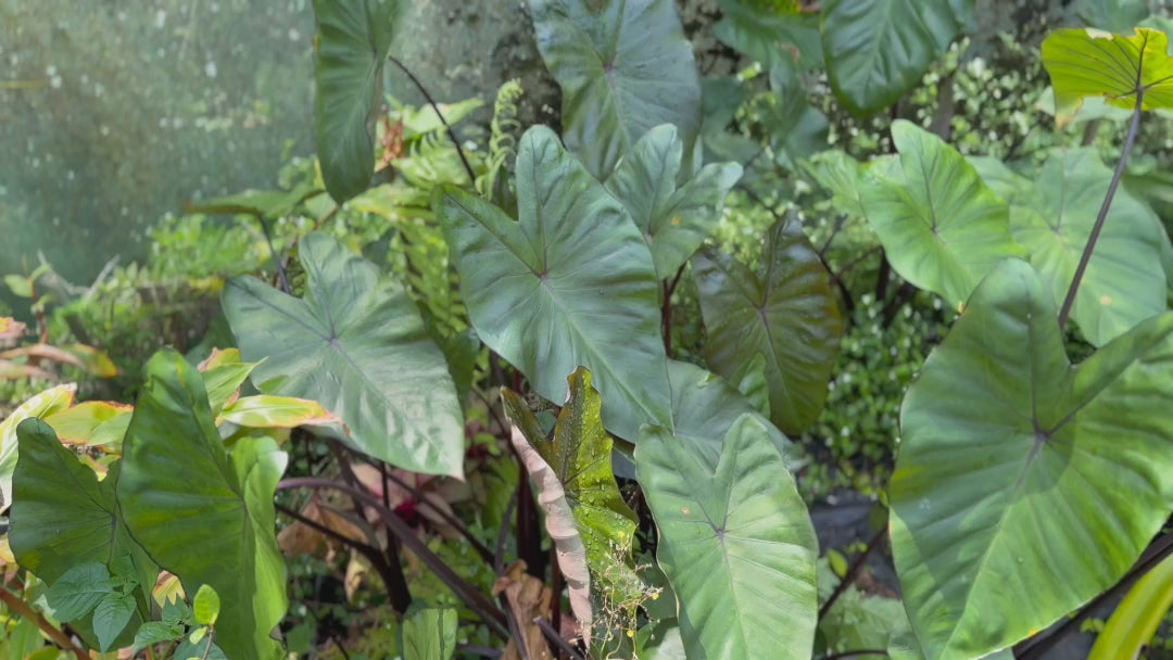 Xanthosoma Violaceum (Purple Elephant Ear) adding dramatic, tropical flair to an outdoor landscape.