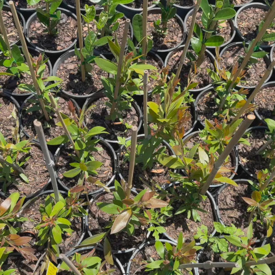 Video of Callistemon Reeves Pink (Pink Bottlebrush) stock plants swaying gently in the nursery.