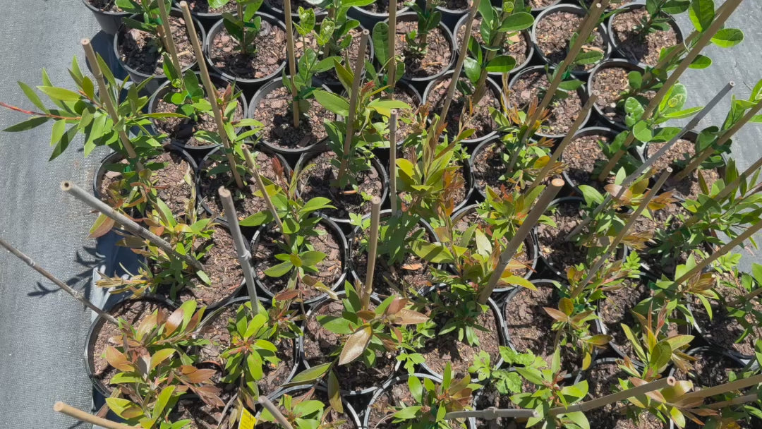 Video of Callistemon Reeves Pink (Pink Bottlebrush) stock plants swaying gently in the nursery.