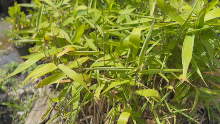 Video of Thysanolaena Maxima (Tiger Grass) in pots at Nursery Warehouse, displaying its tall, graceful growth.