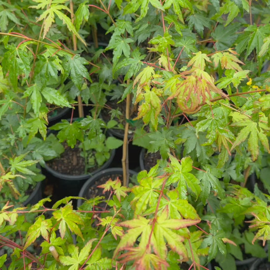 Video showcasing Acer Palmatum (Japanese Maple) plants in stock, highlighting healthy foliage.