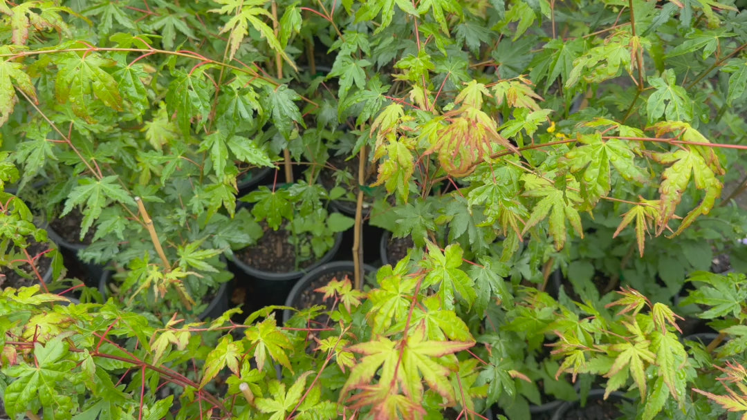 Video showcasing Acer Palmatum (Japanese Maple) plants in stock, highlighting healthy foliage.