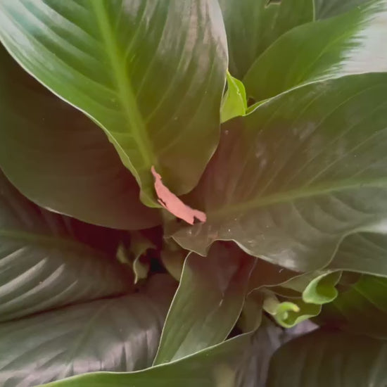 Video of Spathiphyllum (Peace Lily) leaves and white flowers in full bloom.