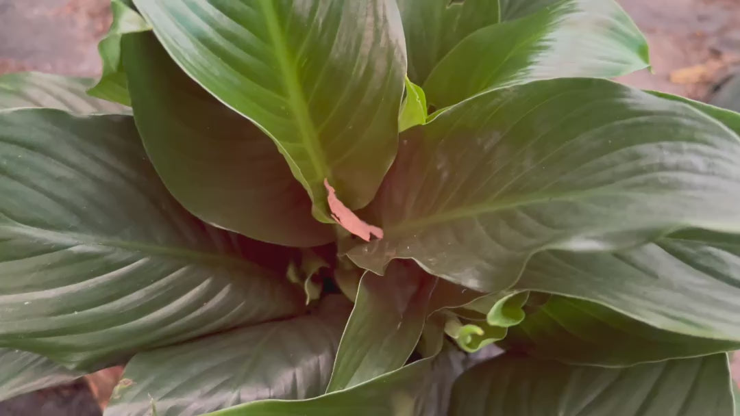 Video of Spathiphyllum (Peace Lily) leaves and white flowers in full bloom.