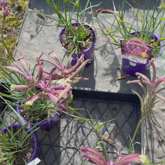 Video showcasing Anigozanthos ‘Carnivale’ stock for sale, featuring purple to pink flowers and lush nursery presentation.