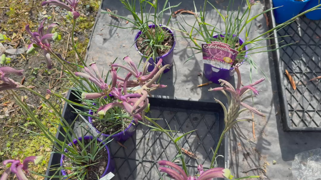 Video showcasing Anigozanthos ‘Carnivale’ stock for sale, featuring purple to pink flowers and lush nursery presentation.