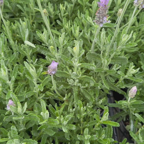 "Video displaying Lavandula Dentata (French Lavender) plants for sale with blooming purple flowers."