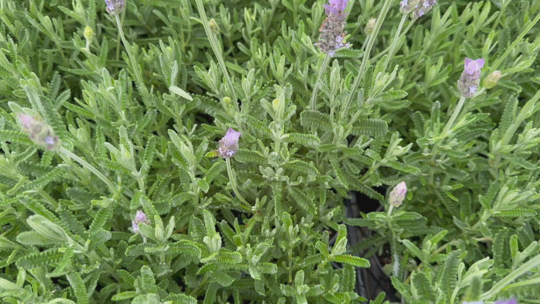 "Video displaying Lavandula Dentata (French Lavender) plants for sale with blooming purple flowers."