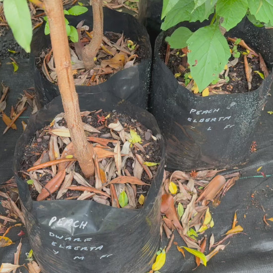 Video showcasing Prunus Persica (Peach Dwarf Elberta) in 25L bags, highlighting healthy, robust trees ready for planting.