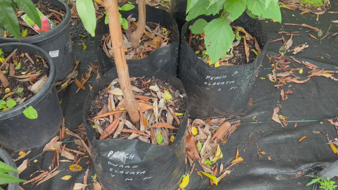 Video showcasing Prunus Persica (Peach Dwarf Elberta) in 25L bags, highlighting healthy, robust trees ready for planting.