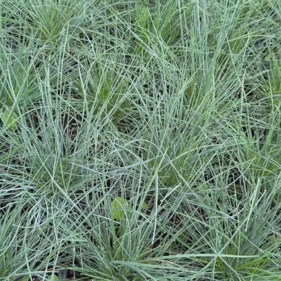 "Video displaying multiple Casuarina (Cousin It) plants in 140mm pots, highlighting their lush, trailing foliage."