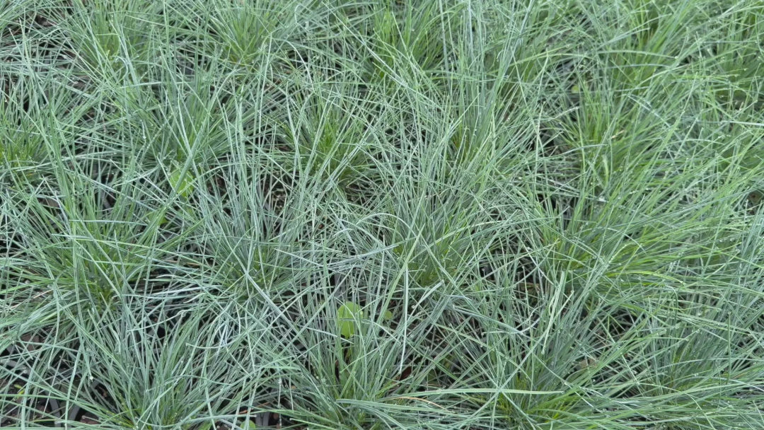 "Video displaying multiple Casuarina (Cousin It) plants in 140mm pots, highlighting their lush, trailing foliage."