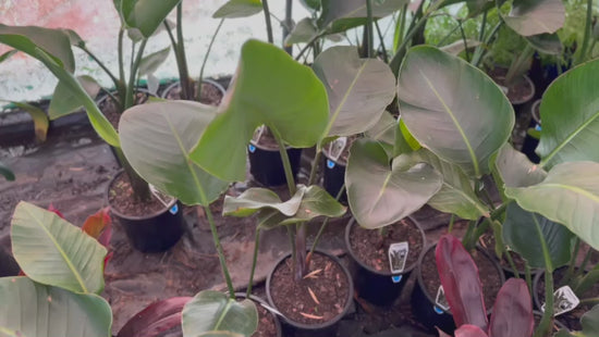 Video showing Strelitzia Reginae (Bird of Paradise) plants in stock at Nursery Warehouse, highlighting their striking foliage.