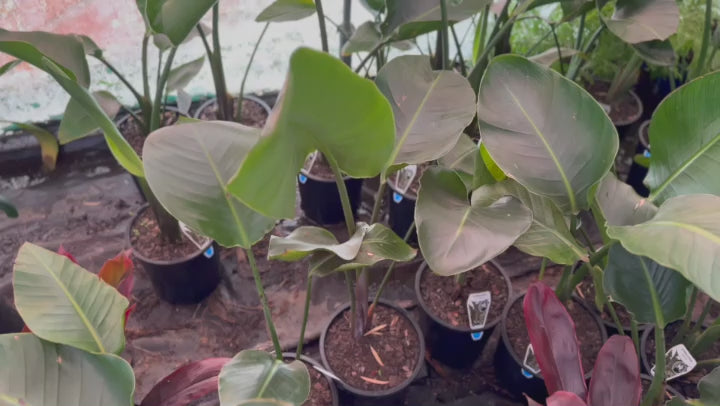 Video showing Strelitzia Reginae (Bird of Paradise) plants in stock at Nursery Warehouse, highlighting their striking foliage.