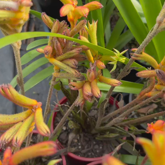 Video showcasing Anigozanthos ‘Bush Surprise’ stock for sale, highlighting the vibrant orange flowers and lush nursery display.