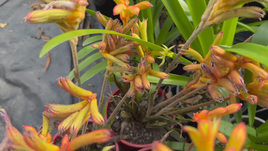 Video showcasing Anigozanthos ‘Bush Surprise’ stock for sale, highlighting the vibrant orange flowers and lush nursery display.