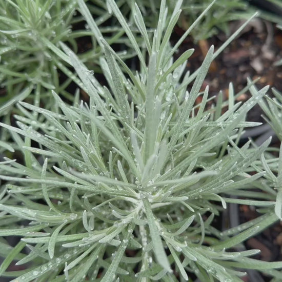 "Video displaying Helichrysum Italicum (Curry Plant) in pots, highlighting their unique silvery foliage."