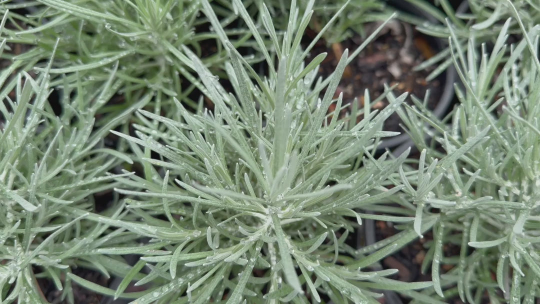 "Video displaying Helichrysum Italicum (Curry Plant) in pots, highlighting their unique silvery foliage."