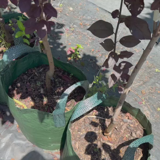 Video of Prunus Nigra (Black Plum) tree in a pot, highlighting its compact size and deep purple foliage, ready for sale.