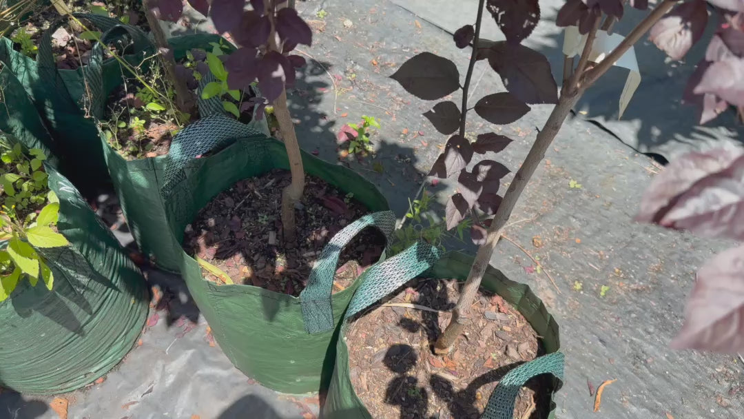 Video of Prunus Nigra (Black Plum) tree in a pot, highlighting its compact size and deep purple foliage, ready for sale.