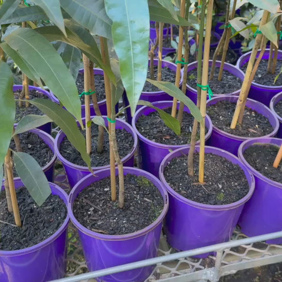 Video showing a tray full of Mangifera Indica 'Bowen' (Kensington Pride Mango) plants ready for purchase, highlighting their lush foliage and healthy condition.