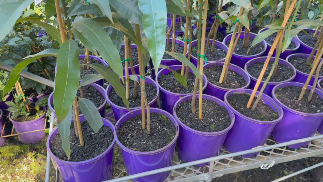 Video showing a tray full of Mangifera Indica 'Bowen' (Kensington Pride Mango) plants ready for purchase, highlighting their lush foliage and healthy condition.