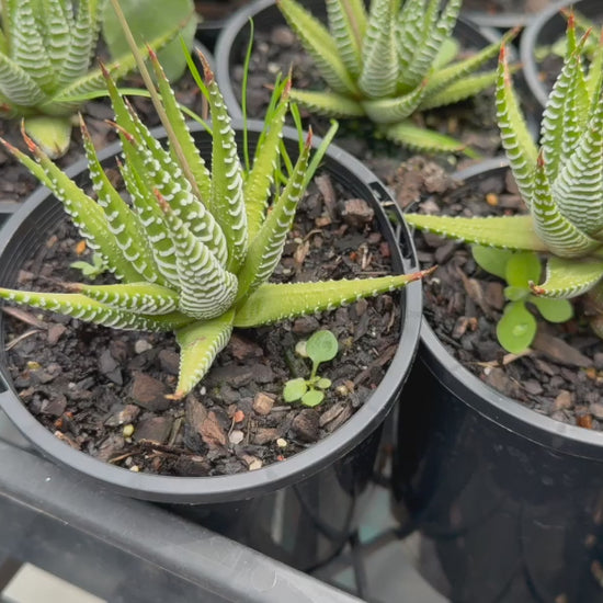 Video showcasing stock of Haworthia Attenuata Variegata Verda plants with vibrant variegated foliage and textured, pointed leaves.