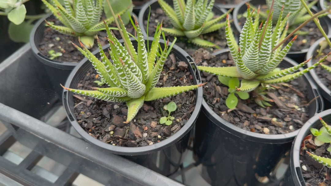 Video showcasing stock of Haworthia Attenuata Variegata Verda plants with vibrant variegated foliage and textured, pointed leaves.