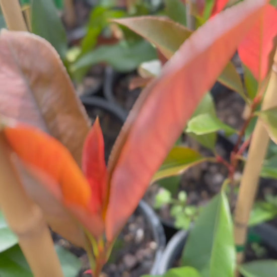 Video showcasing Photinia × Fraseri (Red Robin) plants available for sale at Nursery Warehouse, highlighting their vibrant red and green colours.