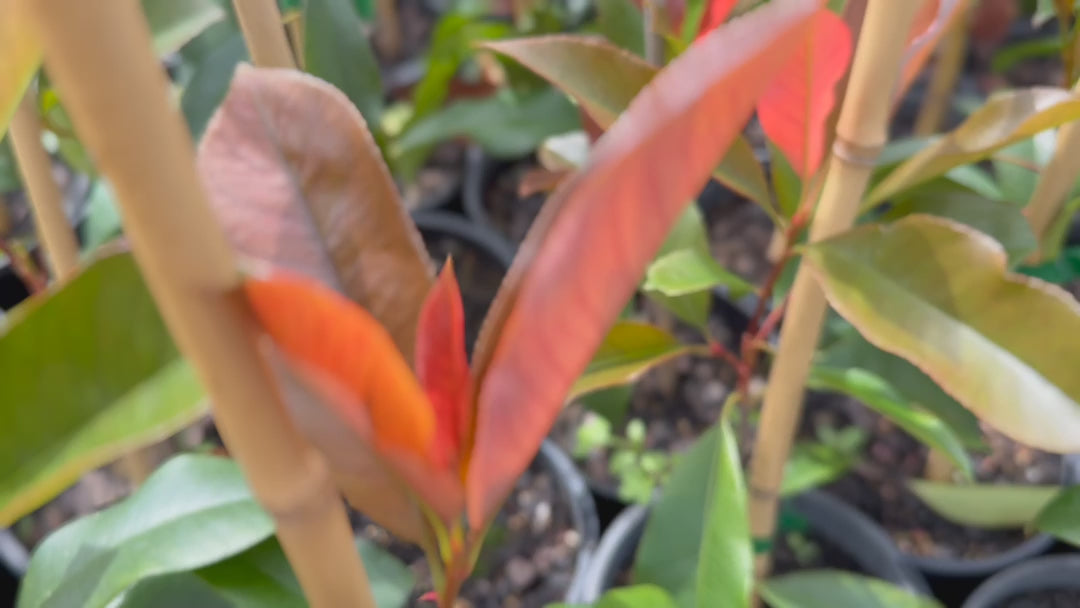 Video showcasing Photinia × Fraseri (Red Robin) plants available for sale at Nursery Warehouse, highlighting their vibrant red and green colours.