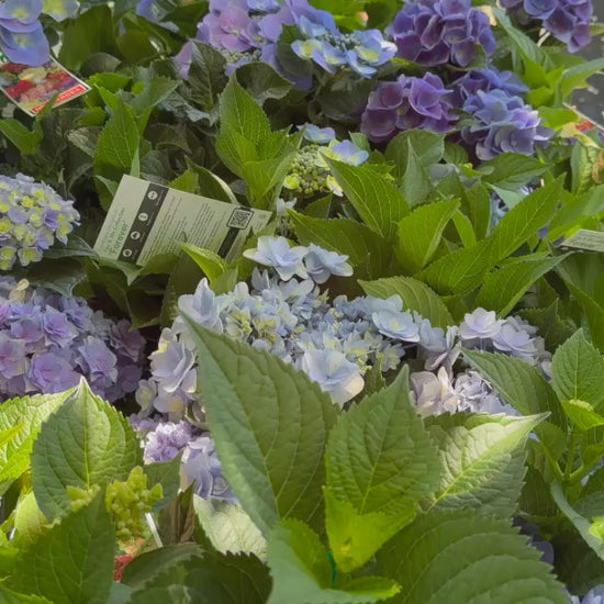 Video showing stock of Hydrangea Macrophylla (Hydrangea) plants at the nursery, highlighting their lush growth and colourful blooms.