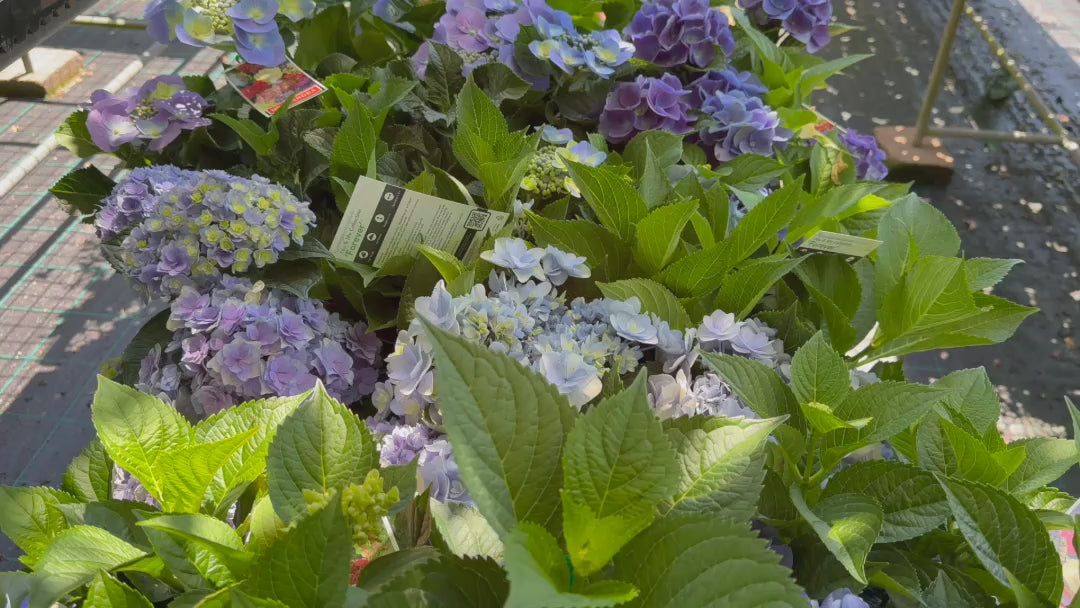 Video showing stock of Hydrangea Macrophylla (Hydrangea) plants at the nursery, highlighting their lush growth and colourful blooms.