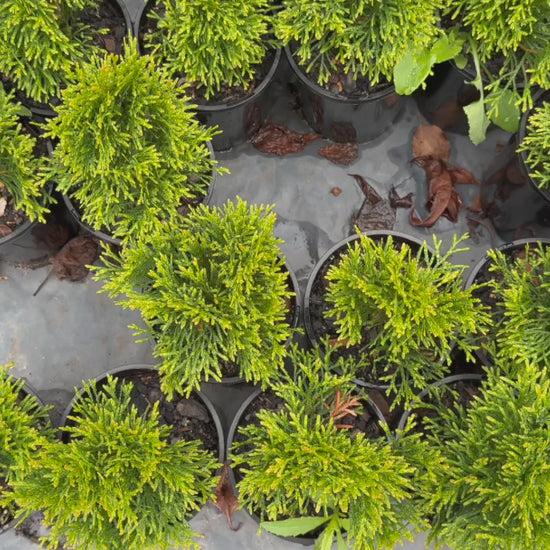 "Video showing stock of Thuja Orientalis 'Aurea Nana' (Dwarf Golden Arborvitae) with dense, golden-yellow foliage."