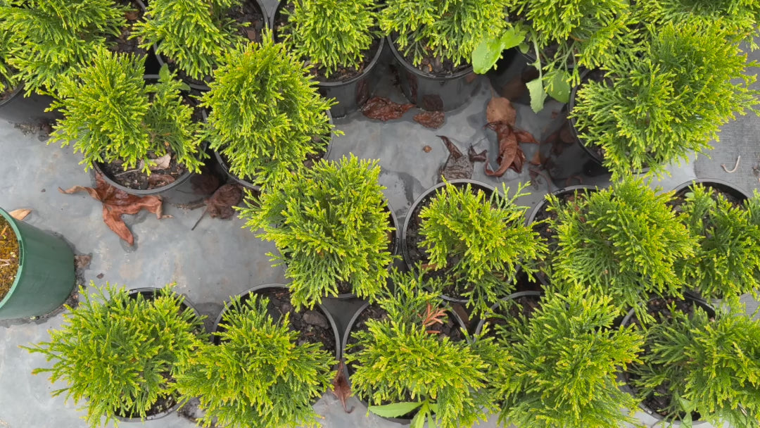 "Video showing stock of Thuja Orientalis 'Aurea Nana' (Dwarf Golden Arborvitae) with dense, golden-yellow foliage."