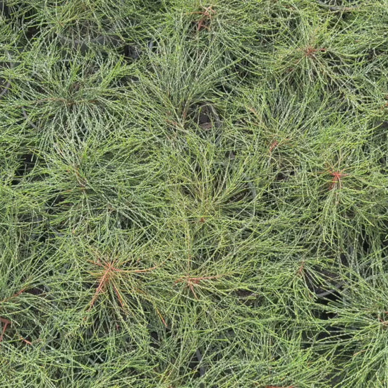 Video of Casuarina (Cousin It) stock, highlighting healthy plants with dense, cascading leaves.