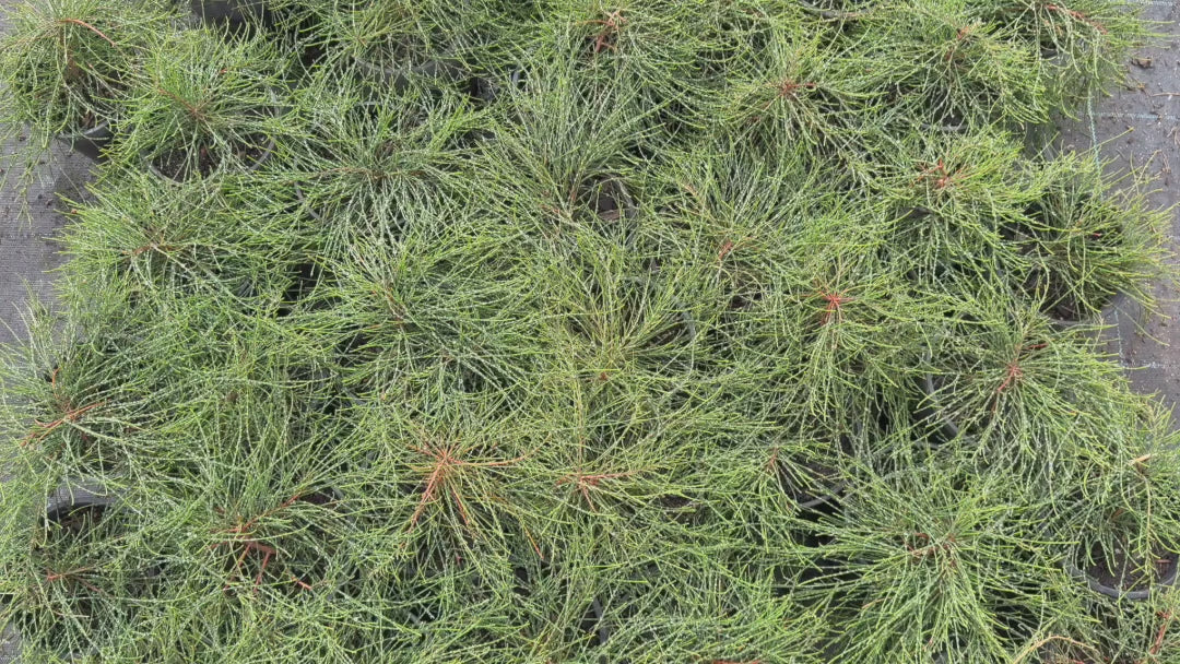 Video of Casuarina (Cousin It) stock, highlighting healthy plants with dense, cascading leaves.