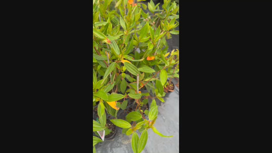 Video showcasing current stock of Tibouchina Alstonville at Nursery Warehouse.