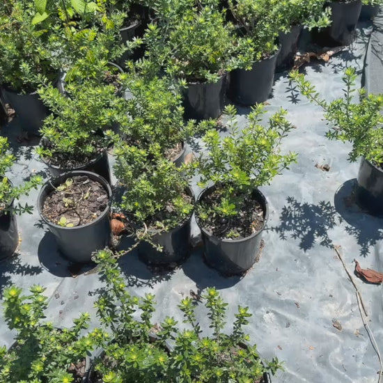 Video showing stock of Westringia Zena (Coastal Rosemary) plants, highlighting their uniform size, lush grey-green leaves, and tidy growth habit, perfect for landscaping projects.