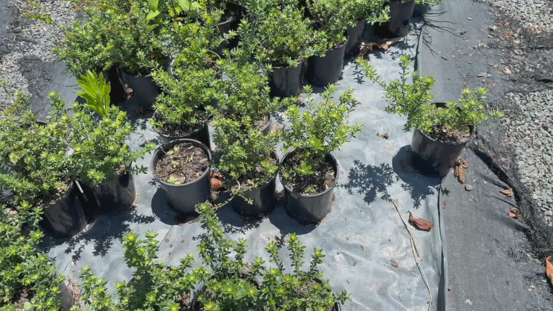 Video showing stock of Westringia Zena (Coastal Rosemary) plants, highlighting their uniform size, lush grey-green leaves, and tidy growth habit, perfect for landscaping projects.